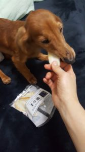 笹かまを食べる愛犬ゆい