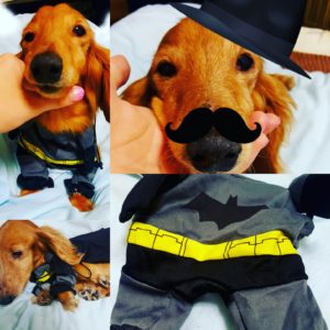 犬バットマン仮装